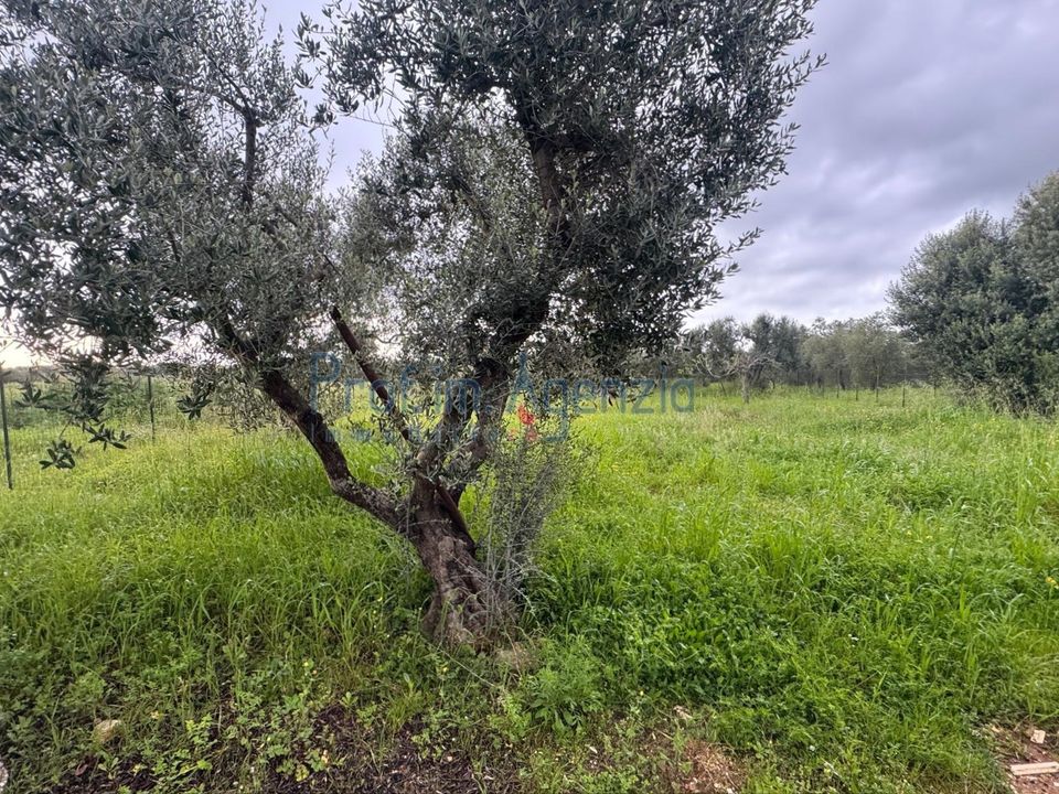 Farm hus i Ostuni, Brindisi - foto 4